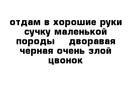 отдам в хорошие руки сучку маленькой породы    дворавая черная очень злой цвонок